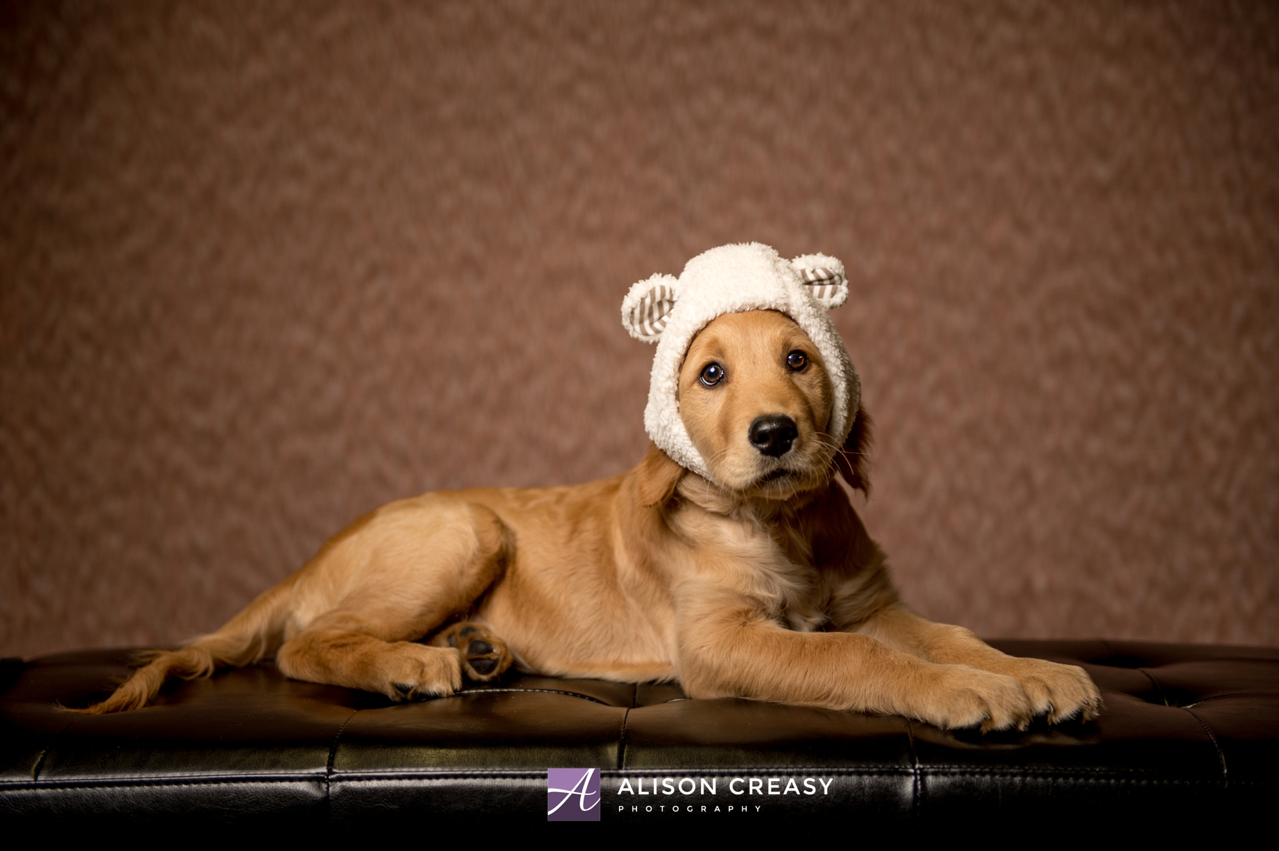 Golden Puppy Mazie! - Virginia Pet Photographer 
