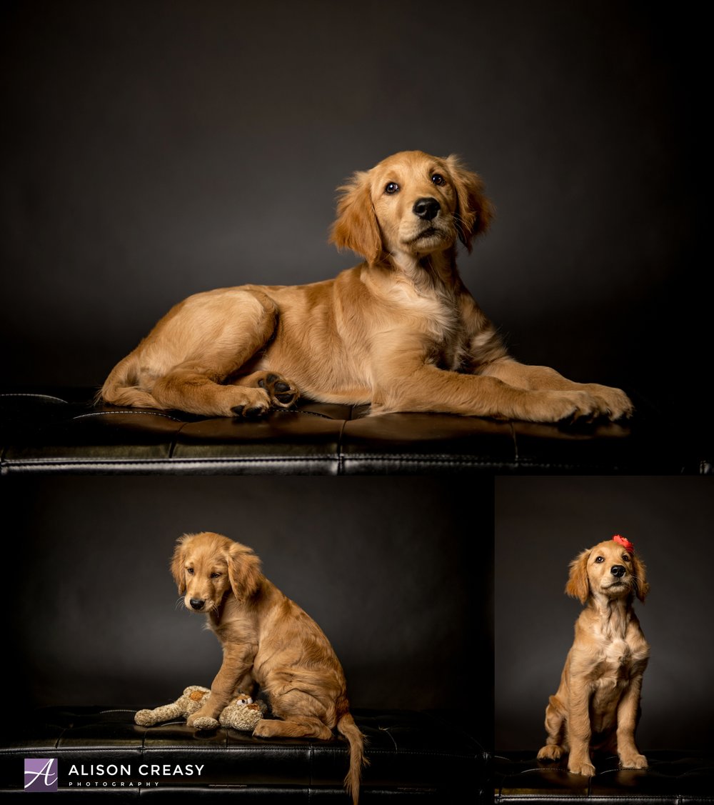 Alison-Creasy-Photography-Lynchburg-VA-Pet-Photographer_0003.jpg