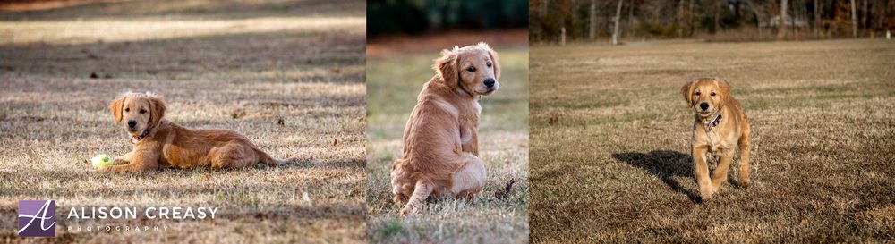 Alison-Creasy-Photography-Lynchburg-VA-Pet-Photographer_0006.jpg
