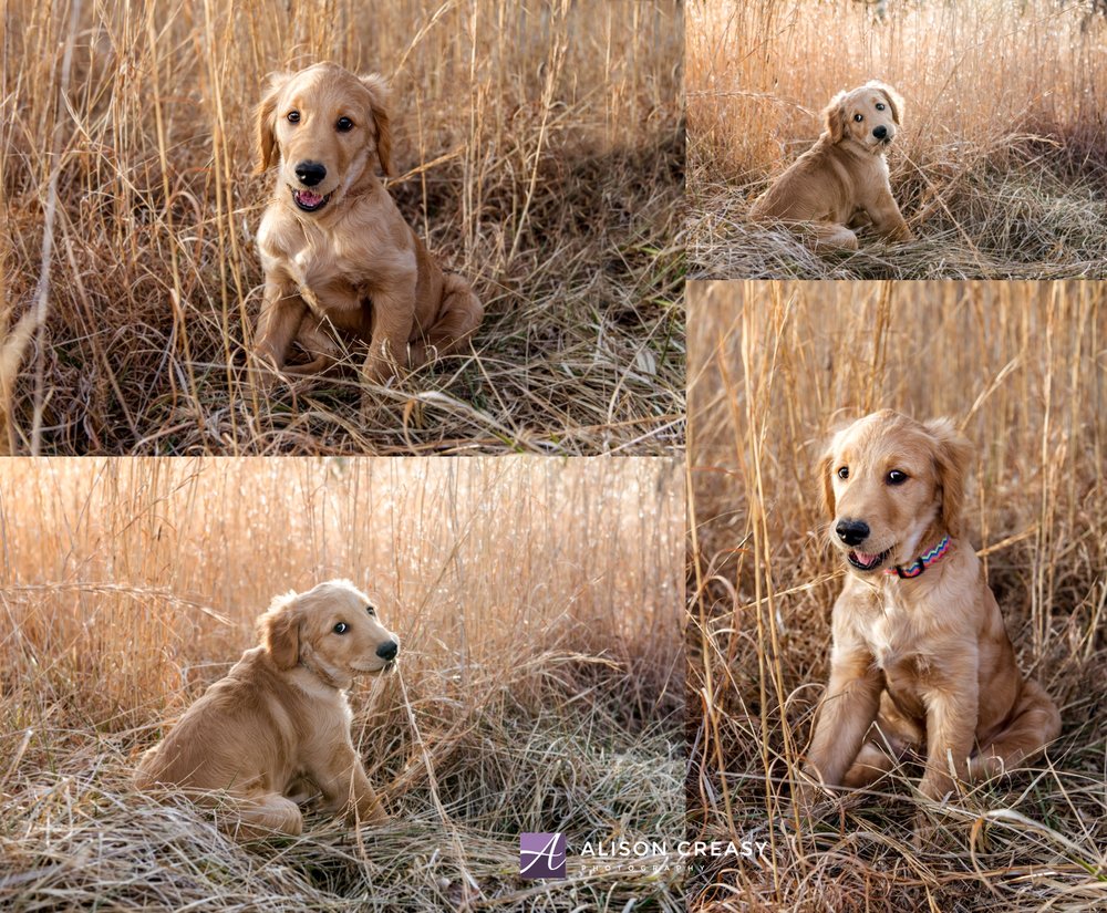 Alison-Creasy-Photography-Lynchburg-VA-Pet-Photographer_0007.jpg