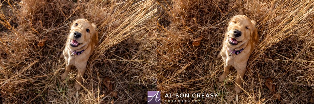 Alison-Creasy-Photography-Lynchburg-VA-Pet-Photographer_0010.jpg
