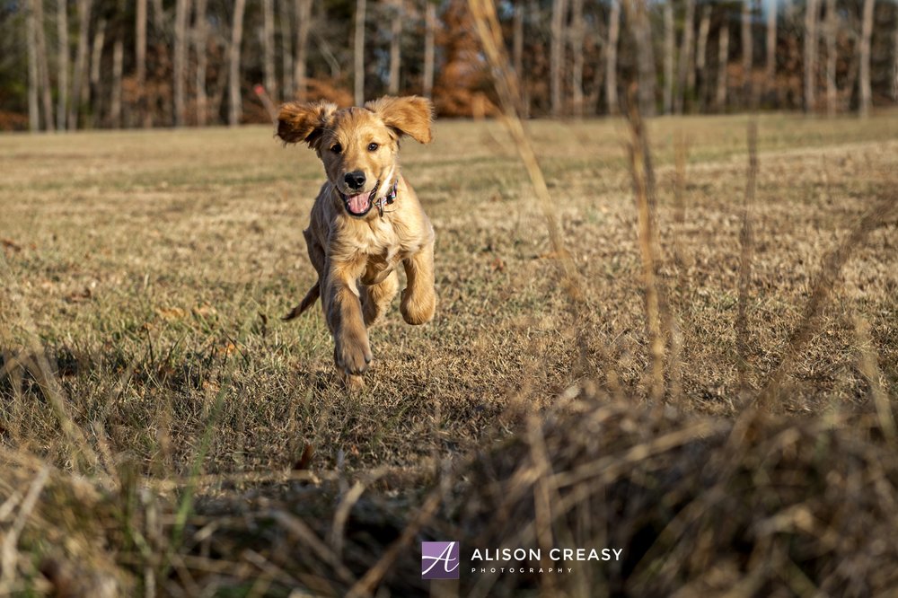 Alison-Creasy-Photography-Lynchburg-VA-Pet-Photographer_0011.jpg